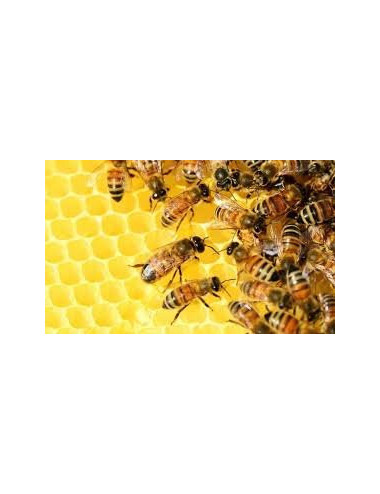 Natural Honeydew Leaf Honey 1.2 kg, Pure, Organic, Unheated / Miód Spadziowy Liściasty
