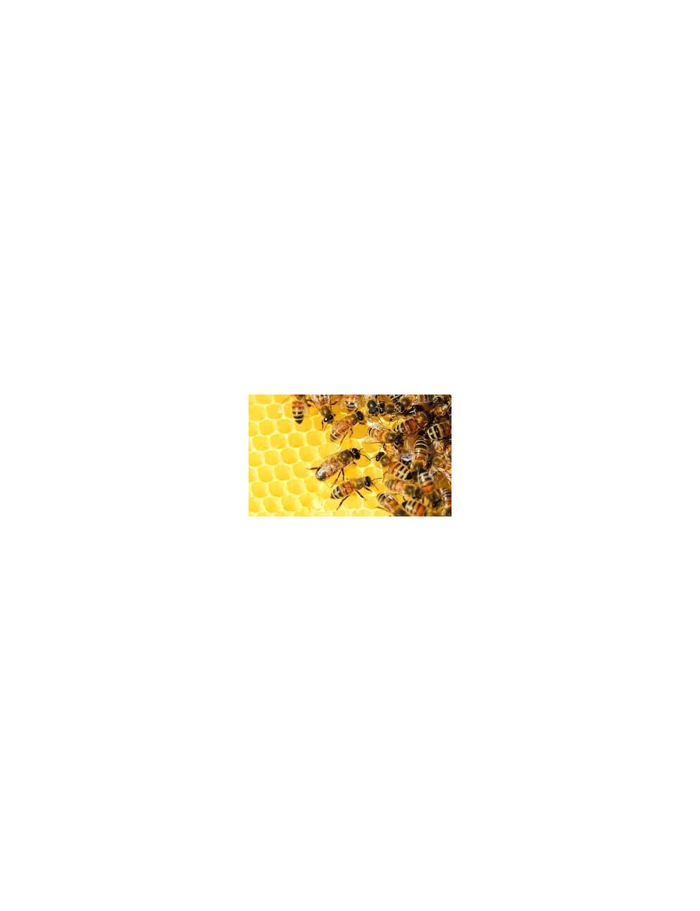 Natural Honeydew Leaf Honey 1.2 kg, Pure, Organic, Unheated / Miód Spadziowy Liściasty