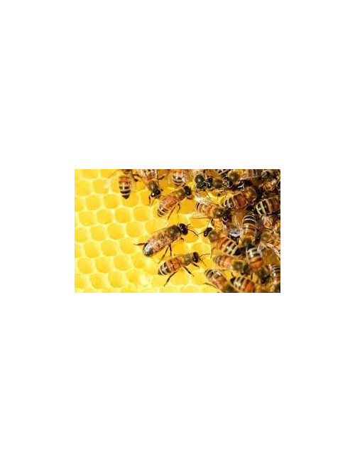 Natural Honeydew Leaf Honey 1.2 kg, Pure, Organic, Unheated / Miód Spadziowy Liściasty